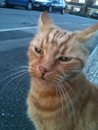 Eddie the striped ginger cat - missing from Beaufort Crescent