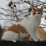 Fred the cat - missing from The Culvert