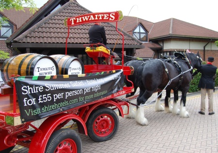 The Thwaites shire horses visit the Aztec Hotel & Spa, Bristol
