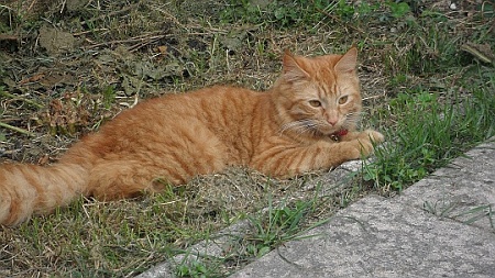 Charlie - cat missing from Ormonds Close, Bradley Stoke