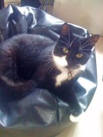 Tifa - cat missing from Palmers Leaze, Bradley Stoke