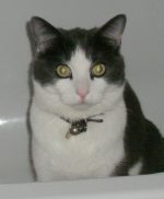 Merlin - cat missing from Wheatfield Drive, Bradley Stoke