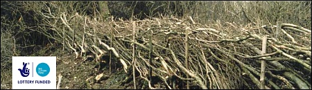 A newly-laid hedge