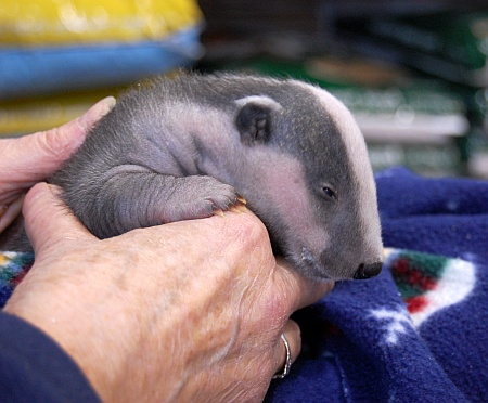 Hope the Badger cub (4 weeks old) at Pets at Home, Bradley Stoke