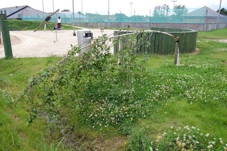 Vandalised trees at the Jubilee Green play park, Bradley Stoke.