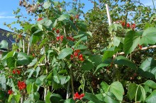 Runner beans growing on bamboo cane supports.
