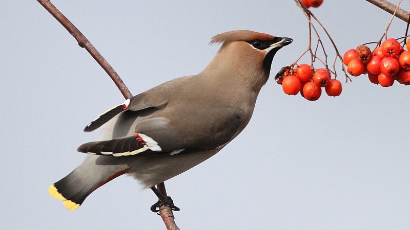 Waxwing pictured at the Willow Brook Centre. [Photo credit: Chris Teague]