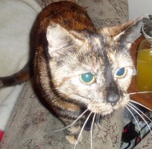 Missing cat: Kiki - last seen in The Hedgerows, Bradley Stoke in 2009.