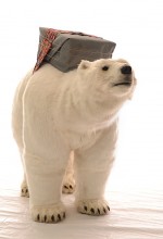 Bjorn the polar bear.