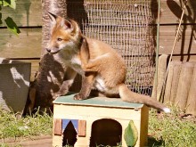 Fox cub in a garden in Bradley Stoke, Bristol.