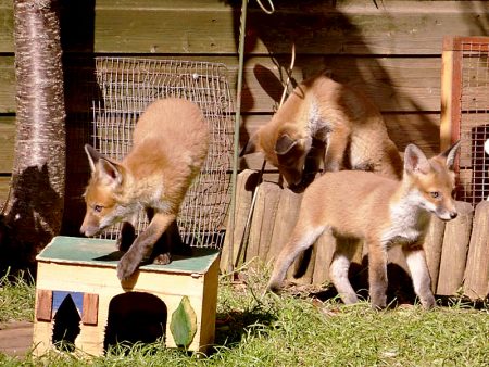 Fox cubs playing in a garden in Bradley Stoke, Bristol.