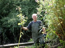 Pulling Himalayan balsam in the Three Brooks Local Nature Reserve, Bradley Stoke, Bristol.