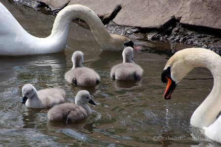 The Three Brooks swans on the lake with their cygnets. [Photo credit: Graham Bloomfield]