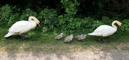 The Three Brooks swans walking along a path with their five cygnets. [Photo credit: Lee Lawson]
