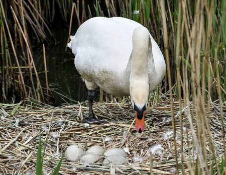 The Three Brooks swans' nest with five eggs. [Photo credit: Shaun King]