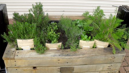 Photo of the herb garden at the doctors' surgery on Brook Way.