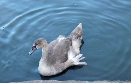 Cygnet with the condition 'angel wing' at the lake in the Three Brooks Local Nature Reserve, Bradley Stoke.