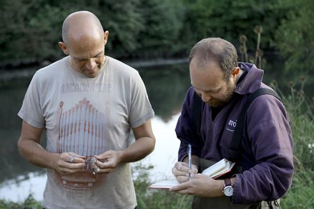Swan ringing experts at work near the lake in the Three Brooks Local Nature Reserve, Bradley Stoke.