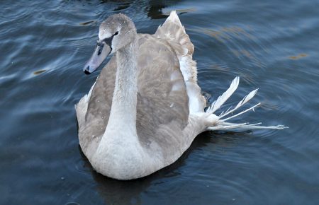 Photo of Angelo - a cygnet with the 'angel wing' condition.