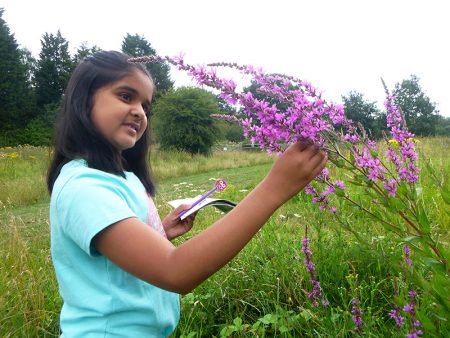 Photo of a girl examining a flower on the nature walk.