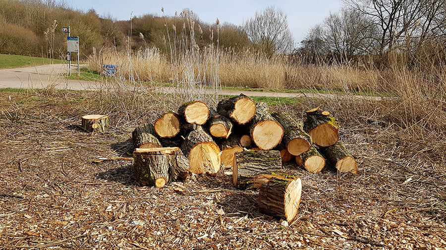 Photo of sawn logs.