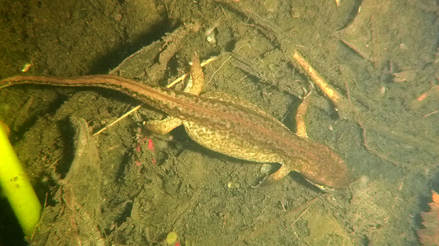 Photo of a pregnant female newt in a pond. 