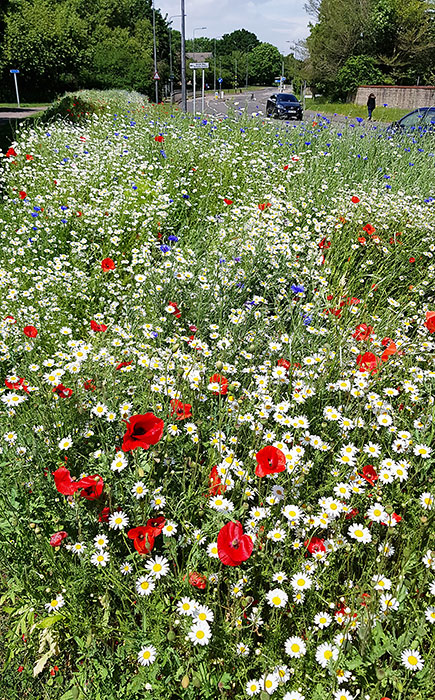 Photo of wildflowers growing alongside a road.