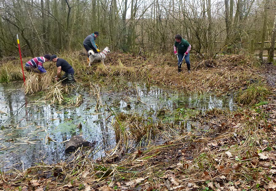 Photo of a group of people clearing a pond.