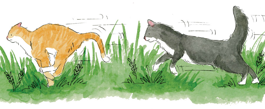 Illustration of a black and white cat chasing a ginger and white cat.