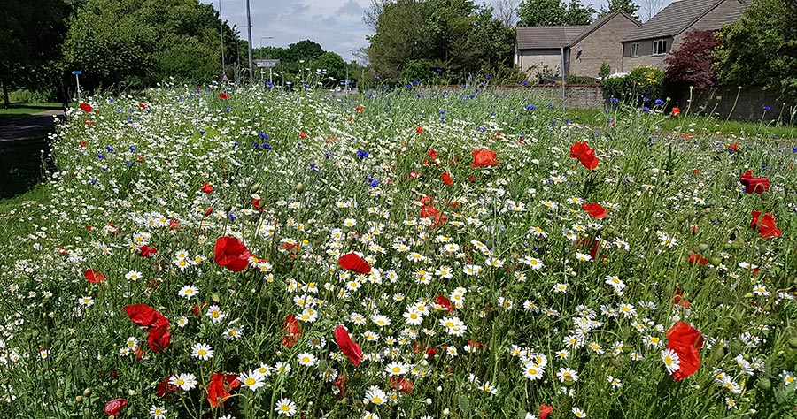 Photo of a large bed of wildflowers at the side of a road.
